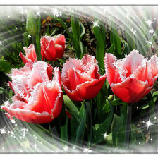Cross stitch pattern: #392131