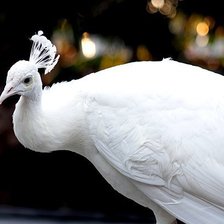 Cross stitch pattern: #393589