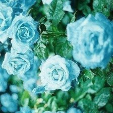 Cross stitch pattern: #399563