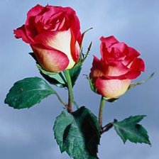 Cross stitch pattern: #400895