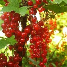 Cross stitch pattern: #401868