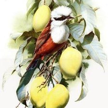 Cross stitch pattern: #407170