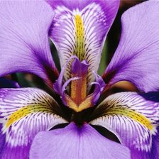 Cross stitch pattern: #412963