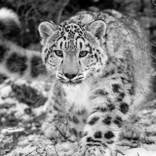 Cross stitch pattern: #415050