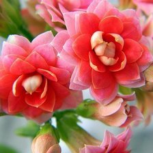 Cross stitch pattern: #419248