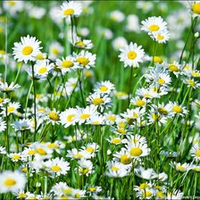 Cross stitch pattern: #420915