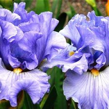 Cross stitch pattern: #423163