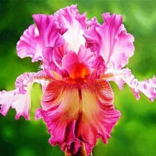 Cross stitch pattern: #423165