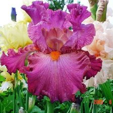 Cross stitch pattern: #423168