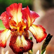 Cross stitch pattern: #423170