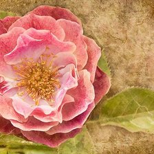 Cross stitch pattern: #424800