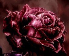 Cross stitch pattern: #425598