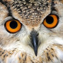 Cross stitch pattern: #427075