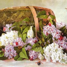 Cross stitch pattern: #428797
