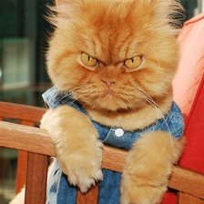 Cross stitch pattern: #428843