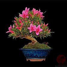 Cross stitch pattern: #433003