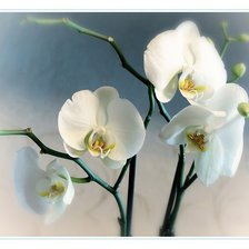 Cross stitch pattern: #433301