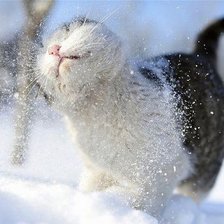 Cross stitch pattern: #438696