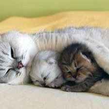 Cross stitch pattern: #443237