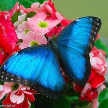 Cross stitch pattern: #443851