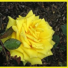 Cross stitch pattern: #444278