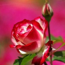 Cross stitch pattern: #444320