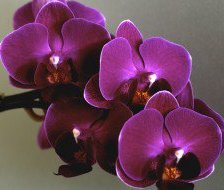 Cross stitch pattern: #444902