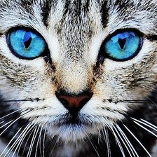 Cross stitch pattern: #445030