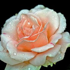 Cross stitch pattern: #445152