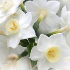 Cross stitch pattern: #446550