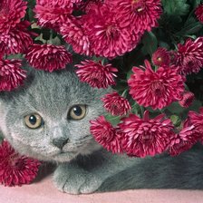 Cross stitch pattern: #446874