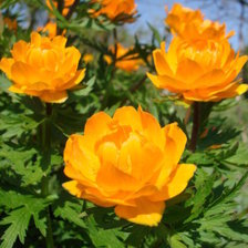 Cross stitch pattern: #447336