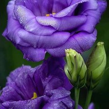 Cross stitch pattern: #447341