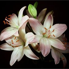 Cross stitch pattern: #447826