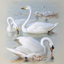 Cross stitch pattern: #450335