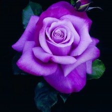 Cross stitch pattern: #450391