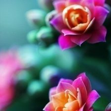 Cross stitch pattern: #450394