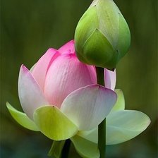 Cross stitch pattern: #450490