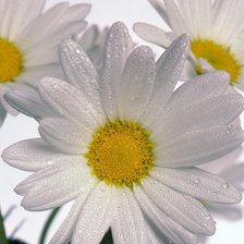 Cross stitch pattern: #451349