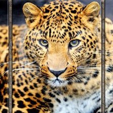 Cross stitch pattern: #453065