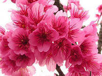 Cross stitch pattern: #454433