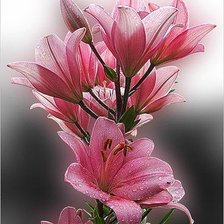 Cross stitch pattern: #455824