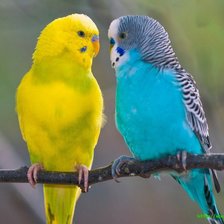 Cross stitch pattern: #457771