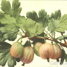 Cross stitch pattern: #460638