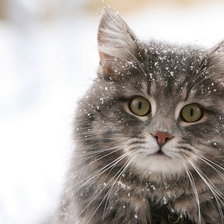 Cross stitch pattern: #461067