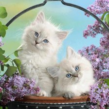 Cross stitch pattern: #461069