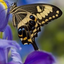 Cross stitch pattern: #461482