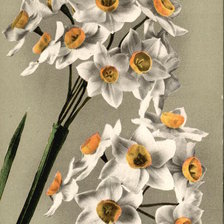 Cross stitch pattern: #463332