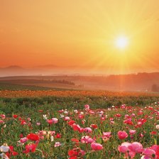 Cross stitch pattern: #463714