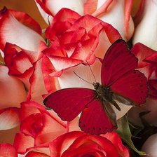 Cross stitch pattern: #466511